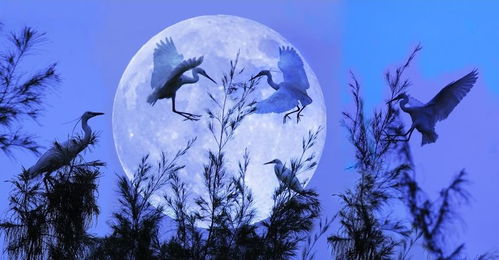 光影瞬间 国内精彩摄影作品采撷与专业扩印服务指南